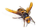 frelon asiatique.jpg frelon asiatique.jpg